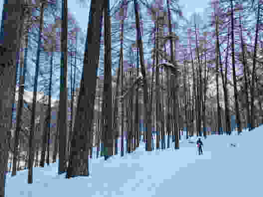 Winterwald in der Leventina. Bild: Bellinzona e Valli Turismo