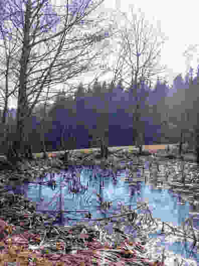 Ein Weiher nahe der Klinik im Hasel. Bild: Barbara Graber