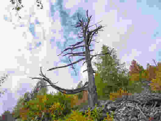 Tel une carcasse, un arbre brûlé en bordure de la zone d’incendie de forêt résiste à la décomposition. Photo: Sabine Joss