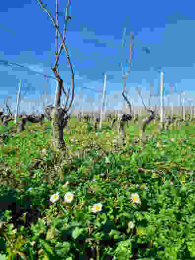 Frühlingsboten zwischen Rebstöcken. Bild: Nathalie Stöckli