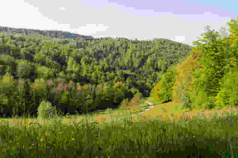 Après Pleujouse, les marcheurs traversent les tendres paysages printaniers ajoulots. Photo: Raja Läubli
