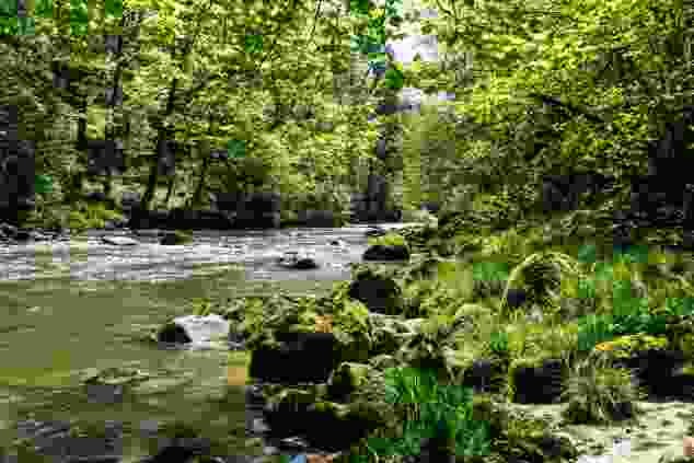 Le paysage aquatique sauvage de la Sihl, non loin du Sihlsprung
