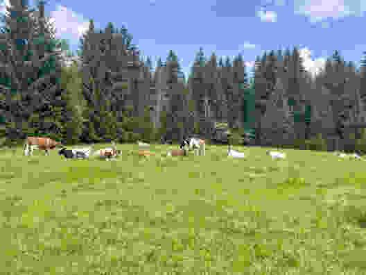 Le lait de ces vaches a-t-il été utilisé pour la fabrication de la Tête de Moine? Photo: Lukas Frehner