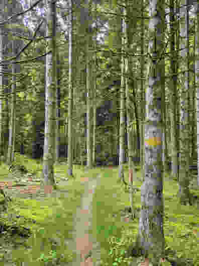 Idyllischer Waldweg eingangs Gondiswil. Bild: Yolanda Loosli