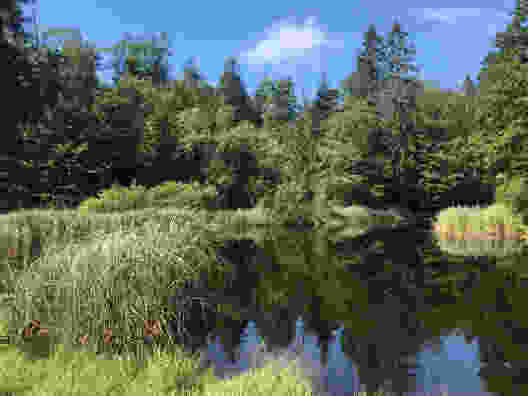 Ruhige Insel im Chernwald