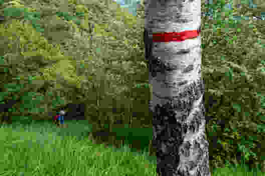 La randonnée passe souvent par des forêts de hêtres et par des clairières, comme sur la photo, où fleurit le lys safrané en juin.
