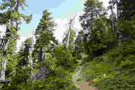 Bergföhrnwald beim Richtershüttli. Bild: Reto Wissmann