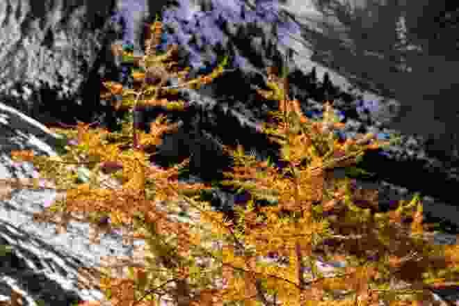 En automne, dans la Basse-Engadine, le brame du cerf tout comme les mélèzes jaunes sont fascinants.