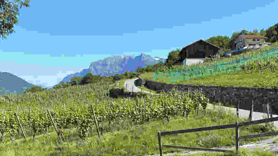 Vue sur les vignobles environnants depuis Trimmis. Photo: Loïc von Matt