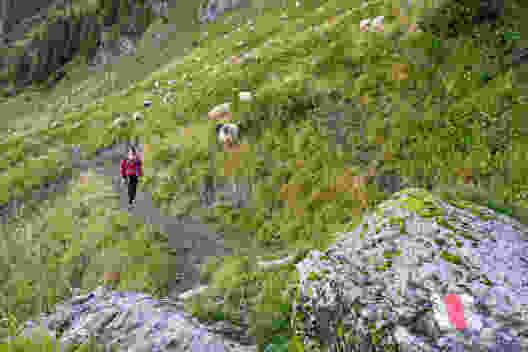 Schafherde an der Flanke der Dents du Midi, in der Nähe von Antème. Bild: natur-welten.ch