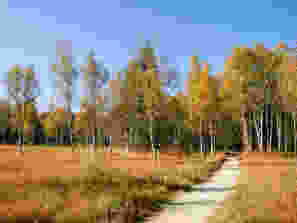 Birkenwald im Auengebiet bei La Golisse. Bilder Fredy Joss