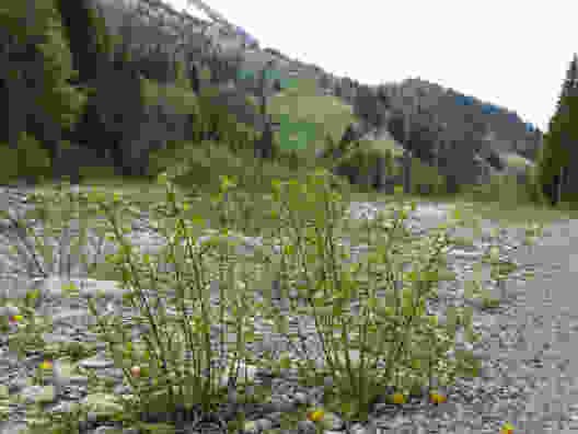 Weiden säumen den idyllischen Weg entlang der Entschlige.