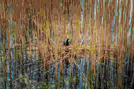 La rive regorge de biotopes idéaux pour les animaux et les plantes.