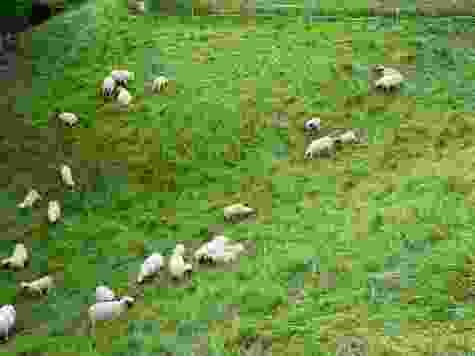 Avec un peu de chance, on peut voir des moutons à nez noir du Valais.