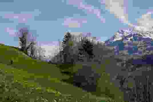 Tout au long du parcours, on verra les fleurs jaunes de pissenlit et un beau panorama alpin.