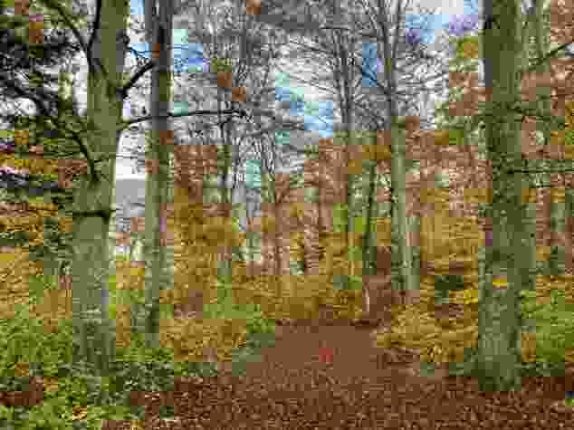 Toute une gamme de couleurs automnales dans la forêt près de Prêles