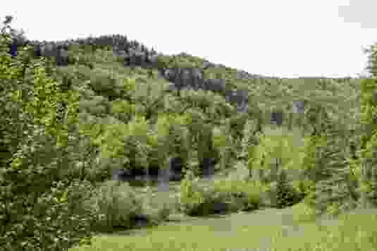 Zwischen Wald und Magerwiesen blitzt die Sihl auf.