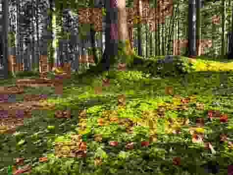 Weicher, moosiger Waldboden.