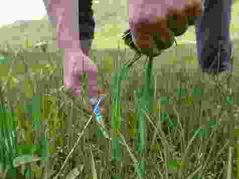 On distingue aisément la ciboulette sauvage de l’herbe qui l’entoure.