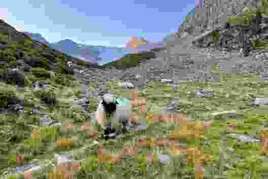 Schwarznasenschafe auf dem Talboden von Alpja.