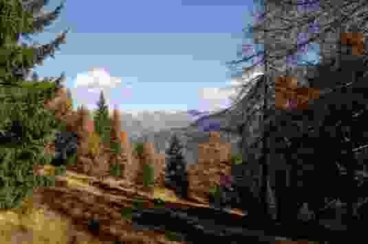 Auf 1700 Metern Höhe leuchten die Nadelbäume mit den Berggipfeln um die Wette.